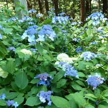 あじさいが綺麗でした☆