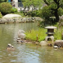 池には亀がいっぱい