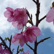 沖縄の桜祭りと言えば
