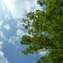 碧な紅葉も青空に映えます