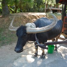 水牛に乗ってのんびり