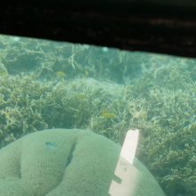 ガラス越しの珊瑚