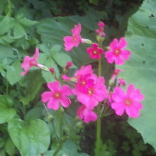 さりげなくお花が咲いていました