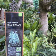 沖縄の植物がい~っぱい