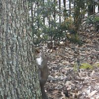 小動物もそのへんにいます