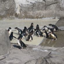 陸に上がったペンギン