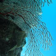 港の近くで、珊瑚と魚が楽しめる。