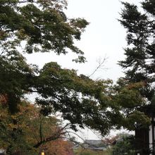 目線が高い位置からねねの道を見る