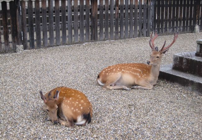 シカたくさん