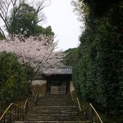 奈良三名椿のひとつ　白毫寺