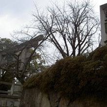 石碑があるんですが、ちょっと見えにくい。