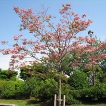 晴れた日はとても気持ちがいい公園