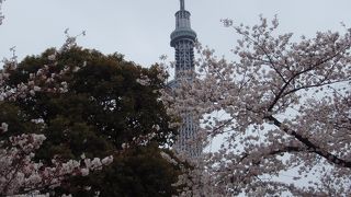 絶好の花見ポイント！