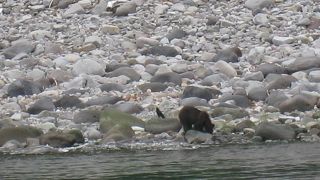 熊さんをたくさん撮影しました