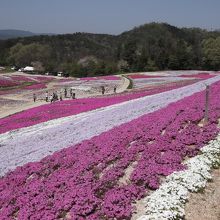 芝桜満開♪