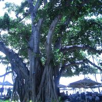 癒しのバニヤンツリー