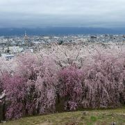 桜の絶景ポイント