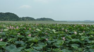 一面に広がるはすの花