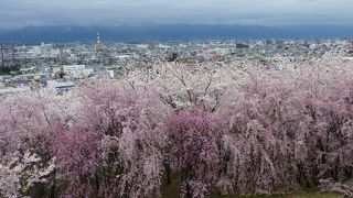 桜の絶景ポイント