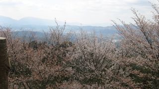 自然の中の「桜美」