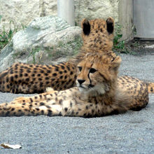 少しおおきくなったチーターのこどもたち