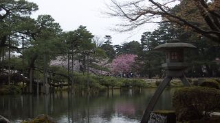 桜の兼六園