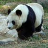 神戸市立王子動物園