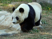 神戸市立王子動物園