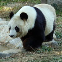 神戸市立王子動物園