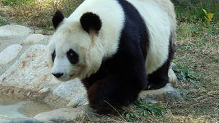 神戸市立王子動物園