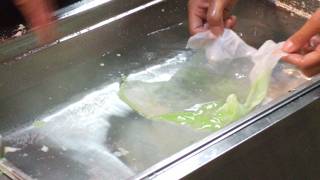 本物そっくりの海老天！