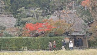 嵯峨野の風景の象徴