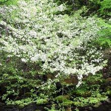 山桜が咲いていました。