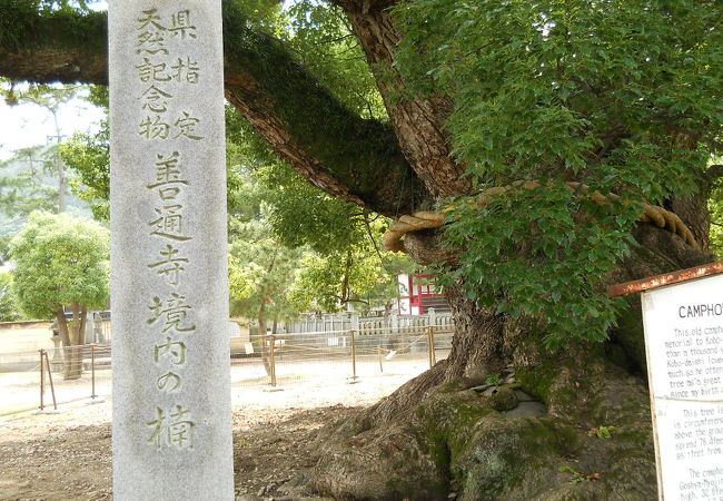 とても大きく見事でした。