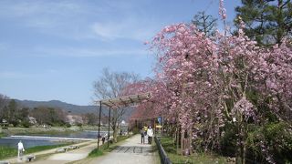 ここは開花の時期は少し遅めです