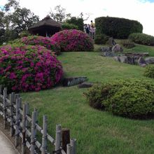 ５月はツツジがキレイ