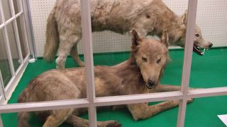 アイヌの民族資料館もあります。