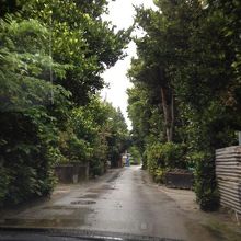 水牛も歩いています