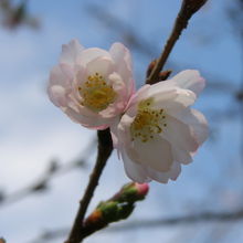 咲き始めた不断桜
