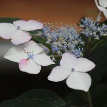 これが西洋紫陽花ですね