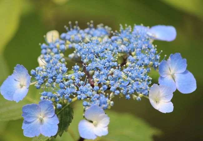 山の一角が花の公園そのもの