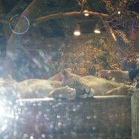 ライオンと飼育員