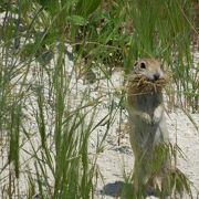 奇岩群に棲息する小動物！ネズミでもなくリスでもなく…