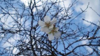 お城とお花とあのｷｬﾗが楽しめます