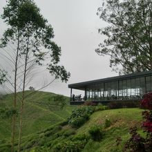 tea plantation