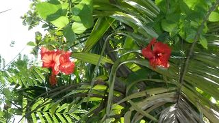 ゆるり　ゆるり　進む運河に　鳥の声