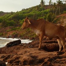 牛も夕陽を楽しみます