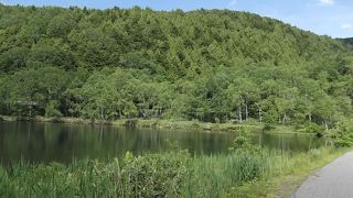 志賀草津高原ルート沿いに有る、木戸池には大きな鯉が泳いでいます。