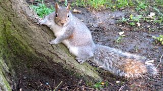 ロンドン各所の公園にいるリス