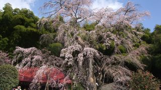 ここの桜を見に来る観光客がそこそこやってきます